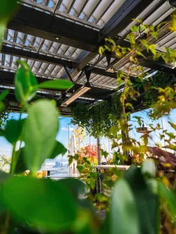 Feuillage sous le toit de lames de la terrasse, Rose Orange à Montréal