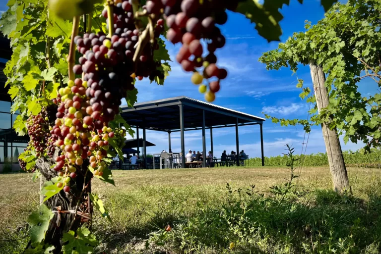 Grape clusters in the foreground, covered terrace beyond, Stratus Vineyards in Niagara-on-the-Lake